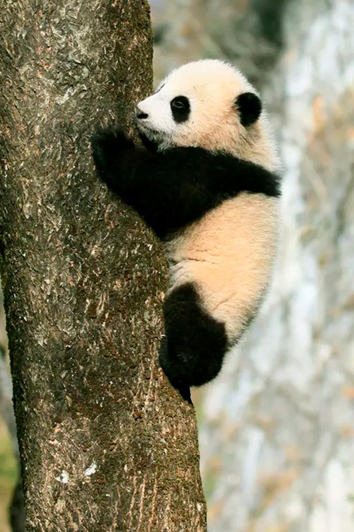 Четыре сезона в королевстве панд