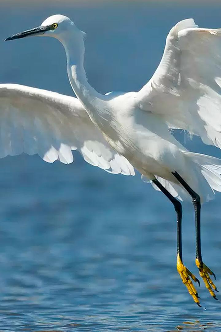 Зимние птицы