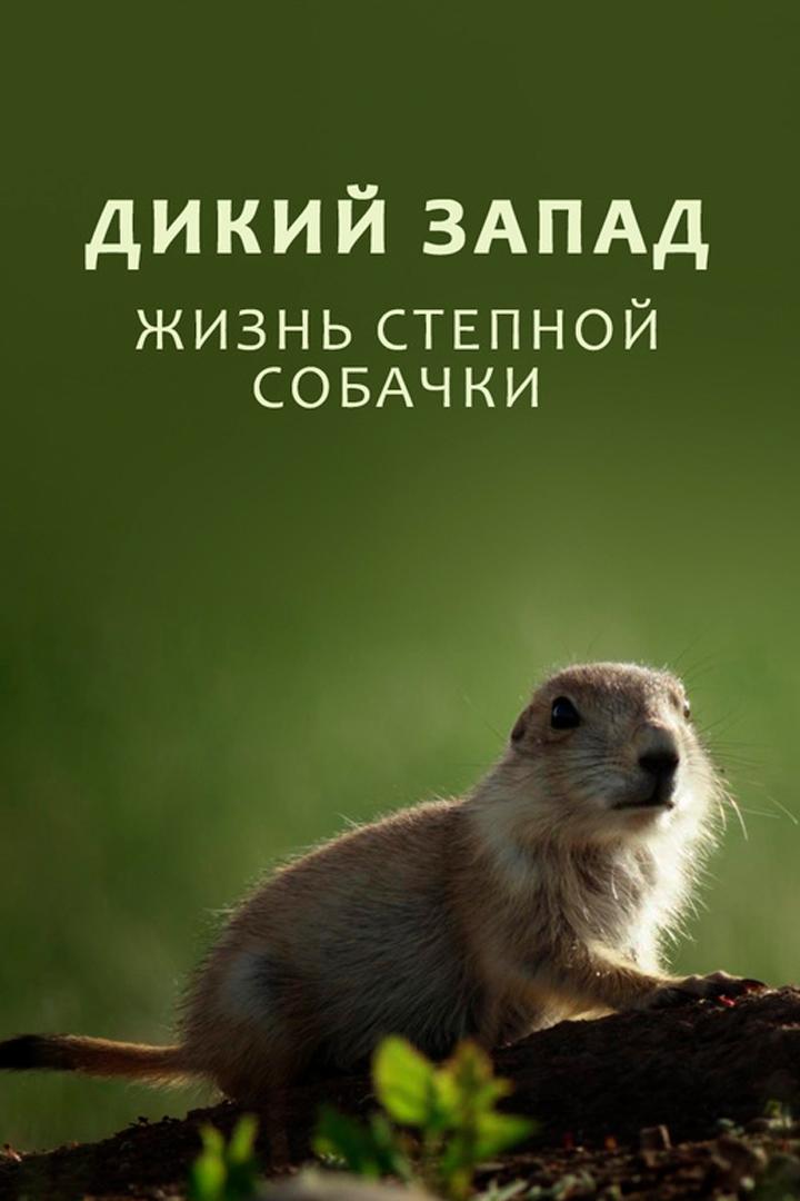 Дикий Запад: жизнь степной собачки