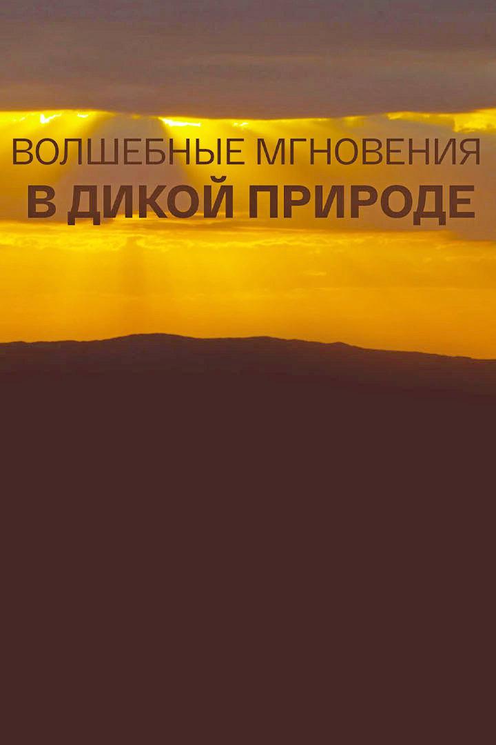 Волшебные мгновения в дикой природе
