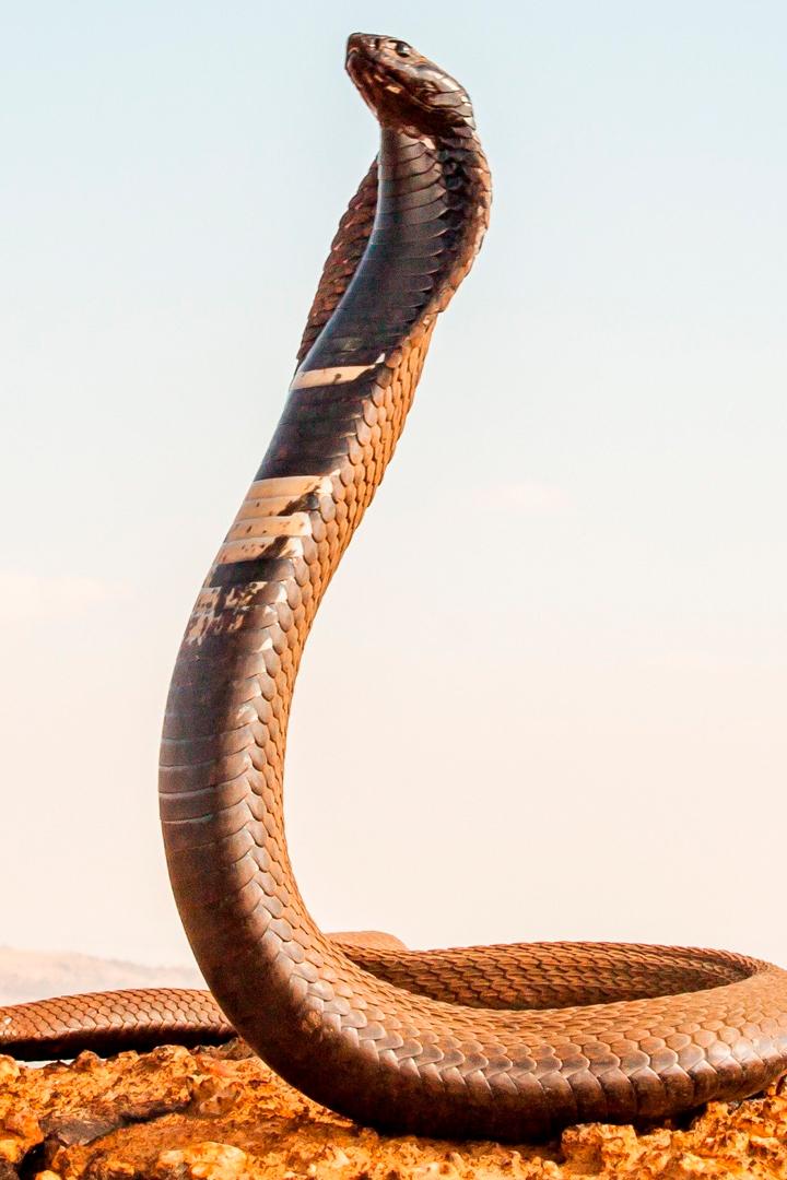 Экстремальные змеи