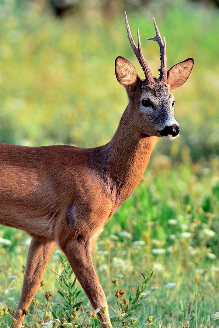 Восхитительные края