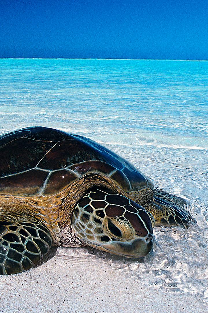 Люди и черепахи