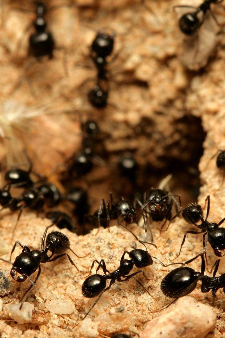 Царство муравьёв