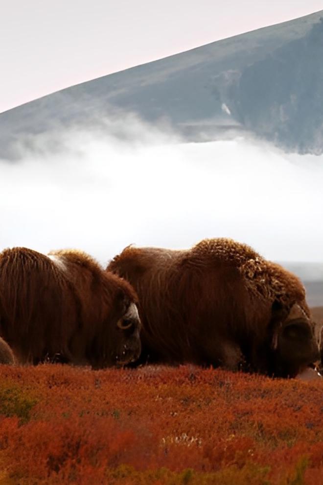 В европейской глуши