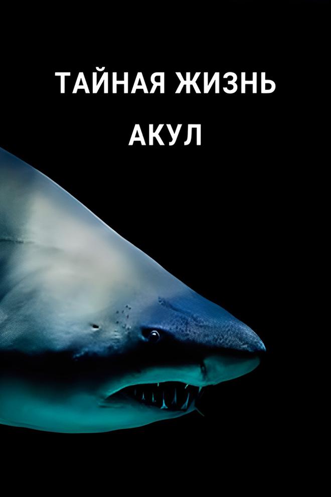Тайная жизнь акул