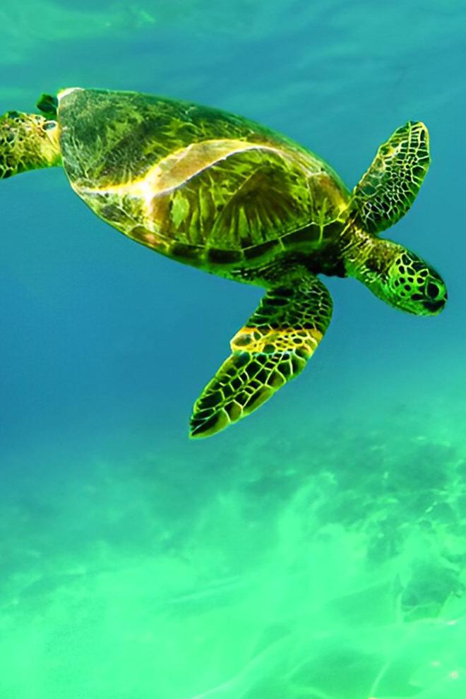 О китах и черепахах