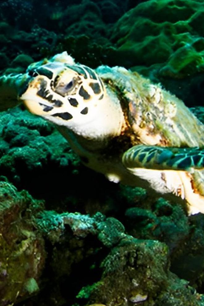 Пытливые умы: Океаны