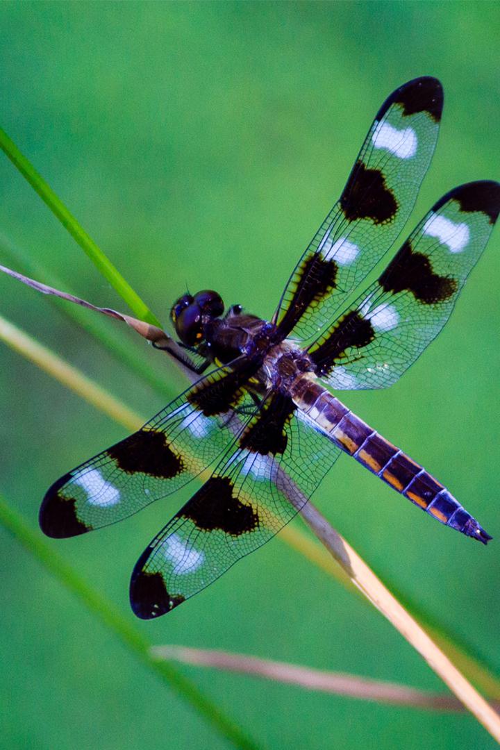 Необыкновенная жизнь стрекоз