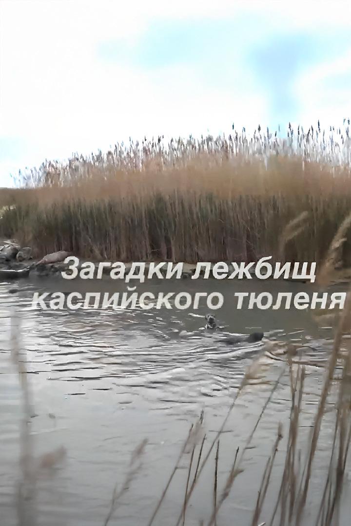 Загадка лежбищ каспийского тюленя