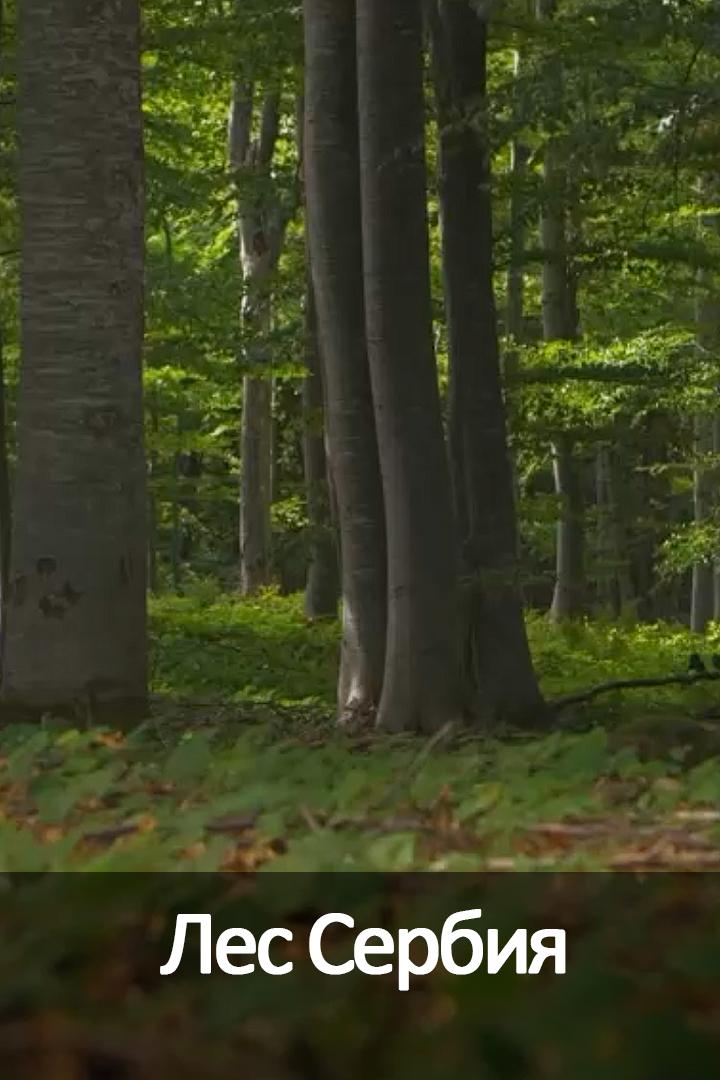 Лес Сербия