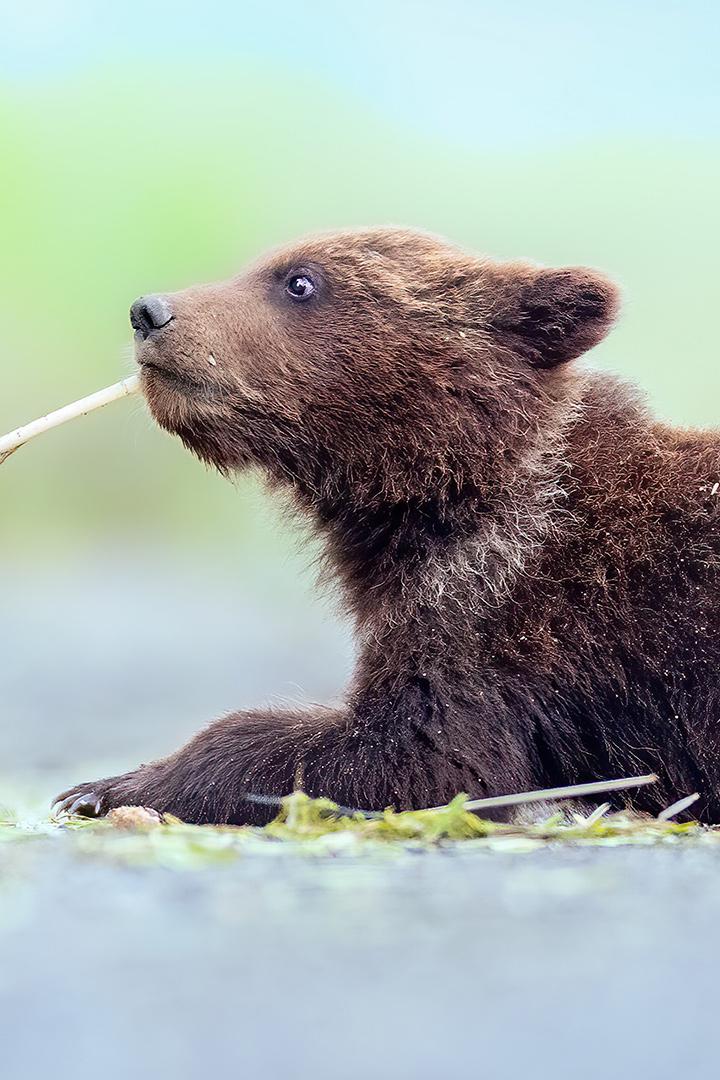 Встречи с животными