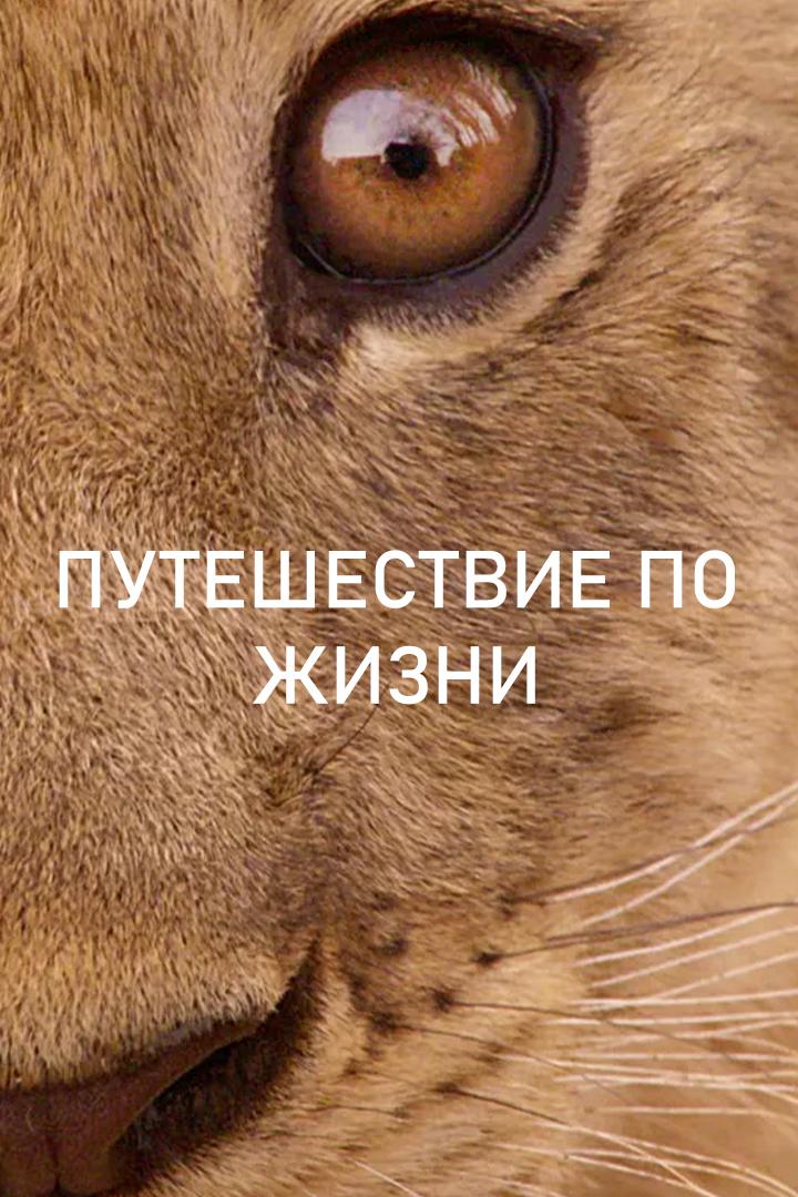 Путешествие по жизни
