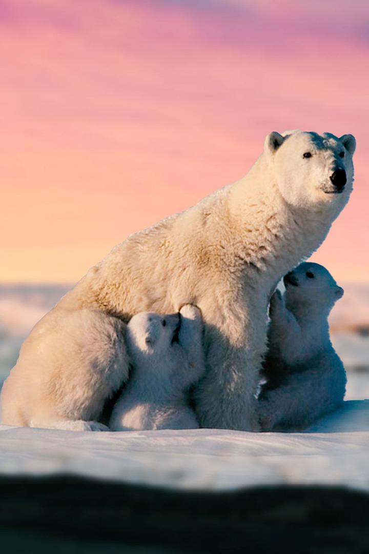 Ледяное побережье