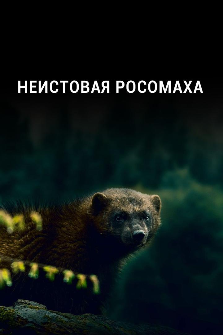 Неистовая росомаха