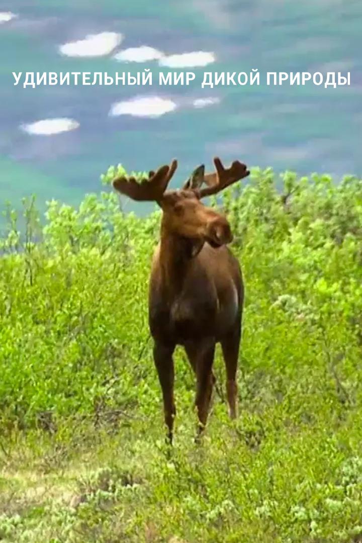 Удивительный мир дикой природы