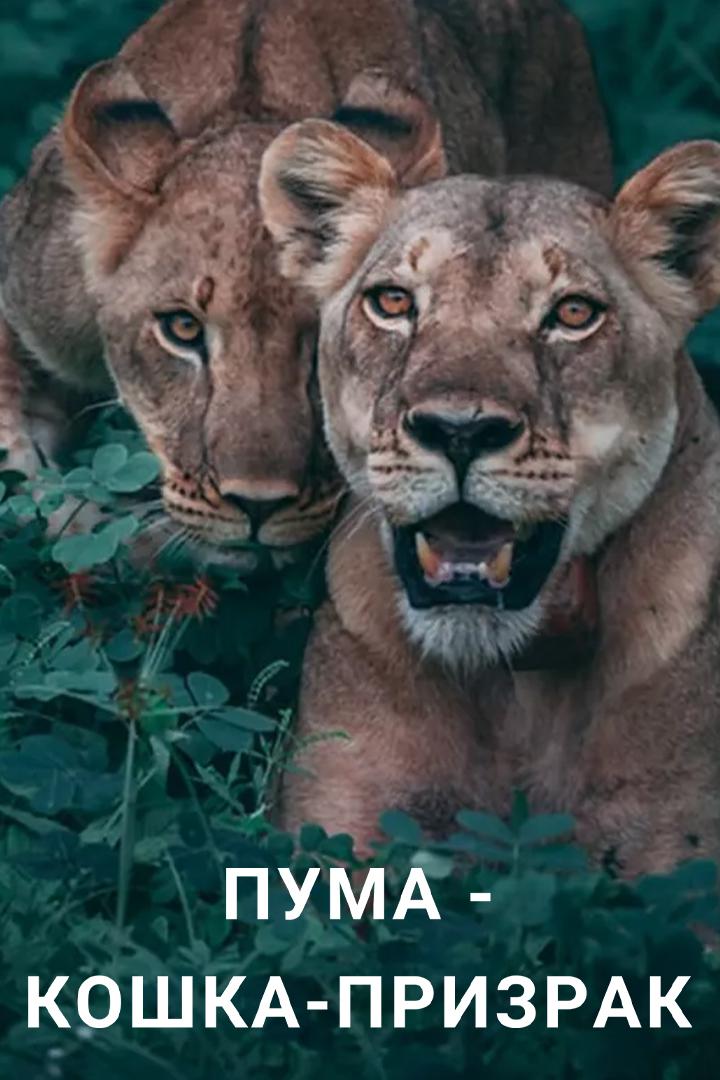 Пума - кошка-призрак