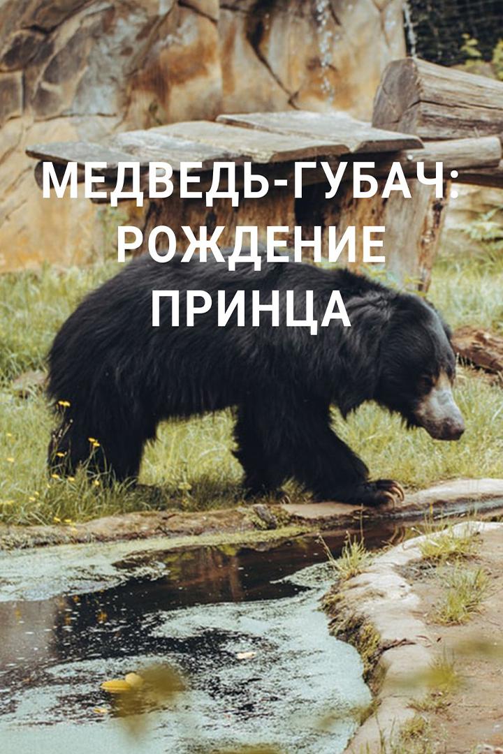 Медведь-губач: рождение принца