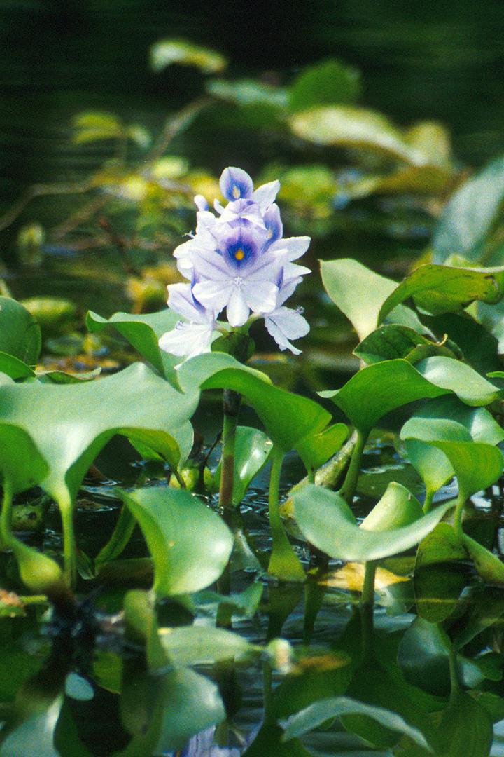 Тайная жизнь растений