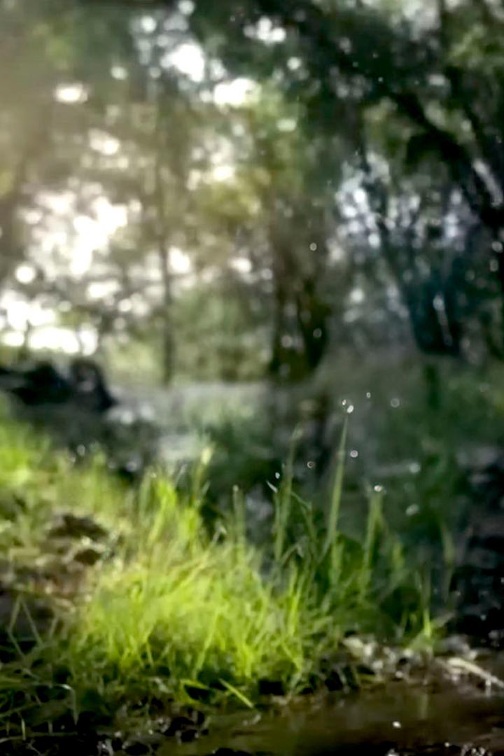 Из куколки в бабочку