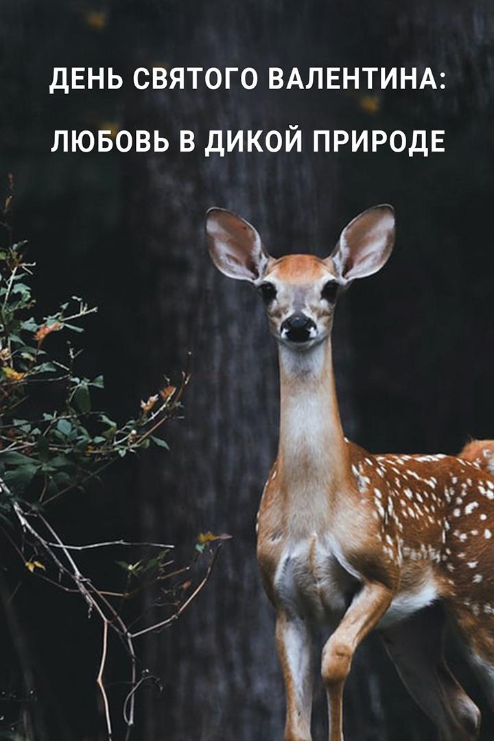 День Святого Валентина: любовь в дикой природе