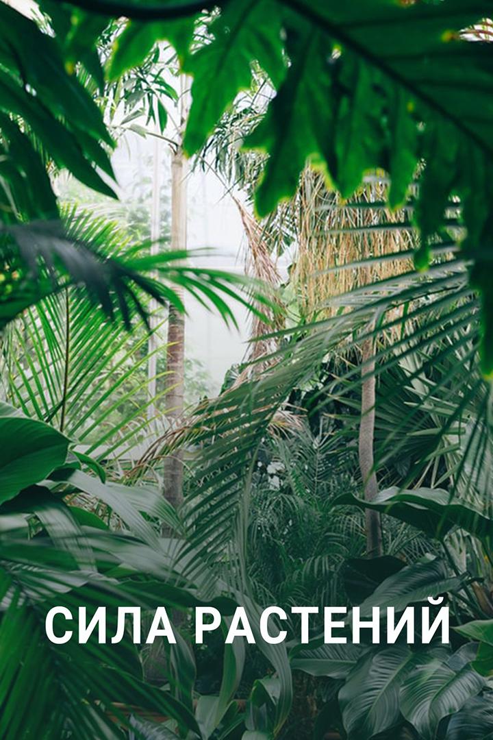 Сила растений