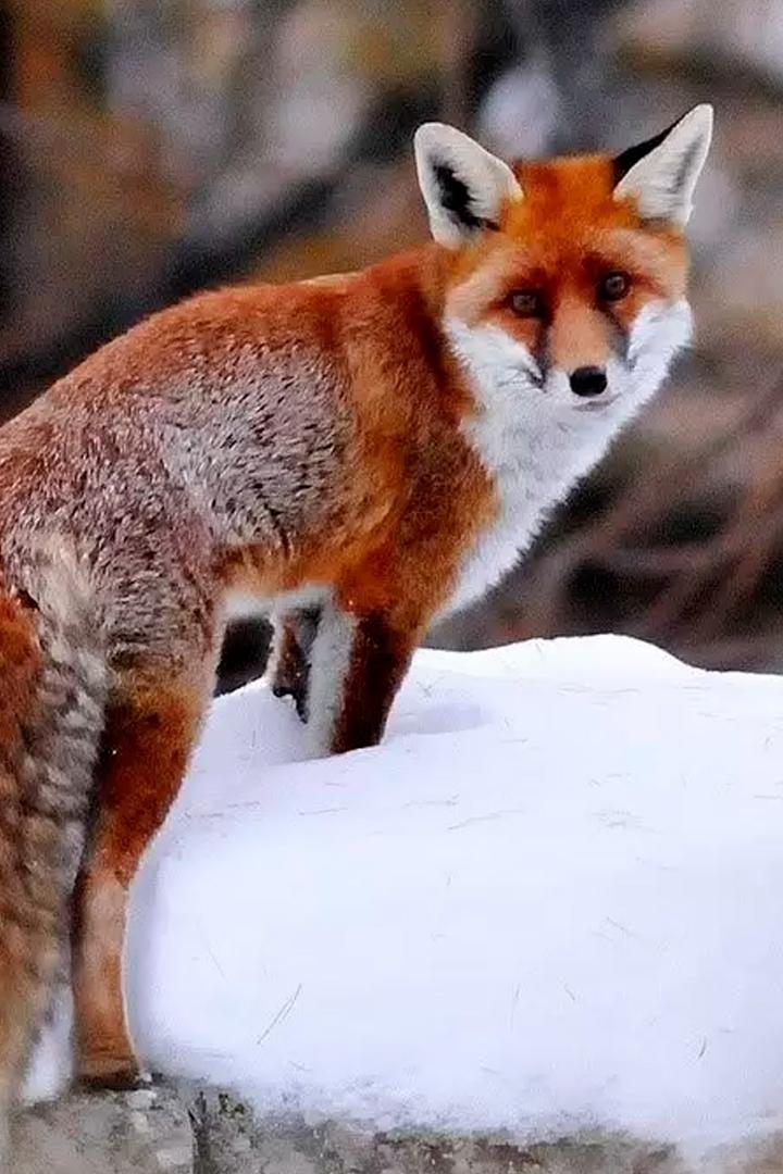 Лес и его обитатели