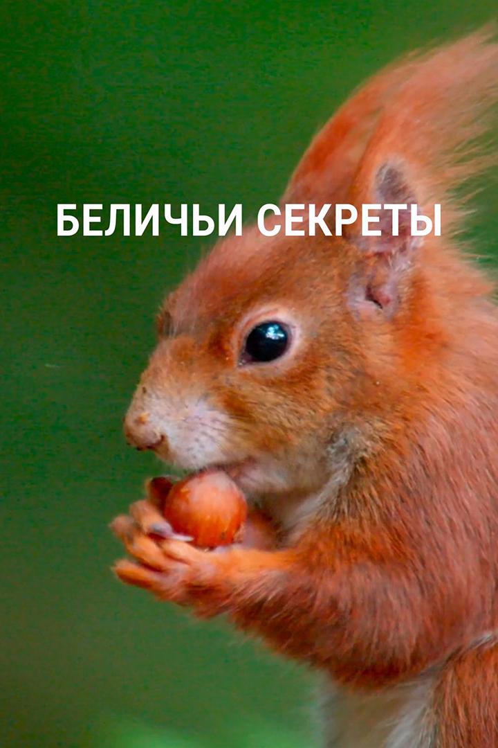 Беличьи секреты