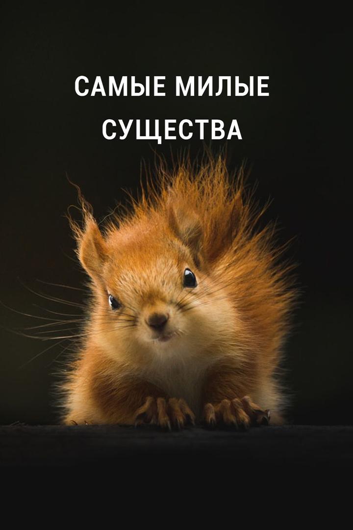 Самые милые существа