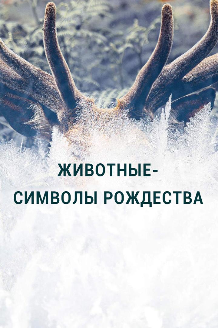 Животные-символы Рождества