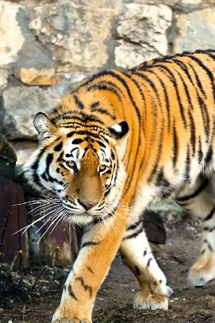 Парк животных. Летний сезон