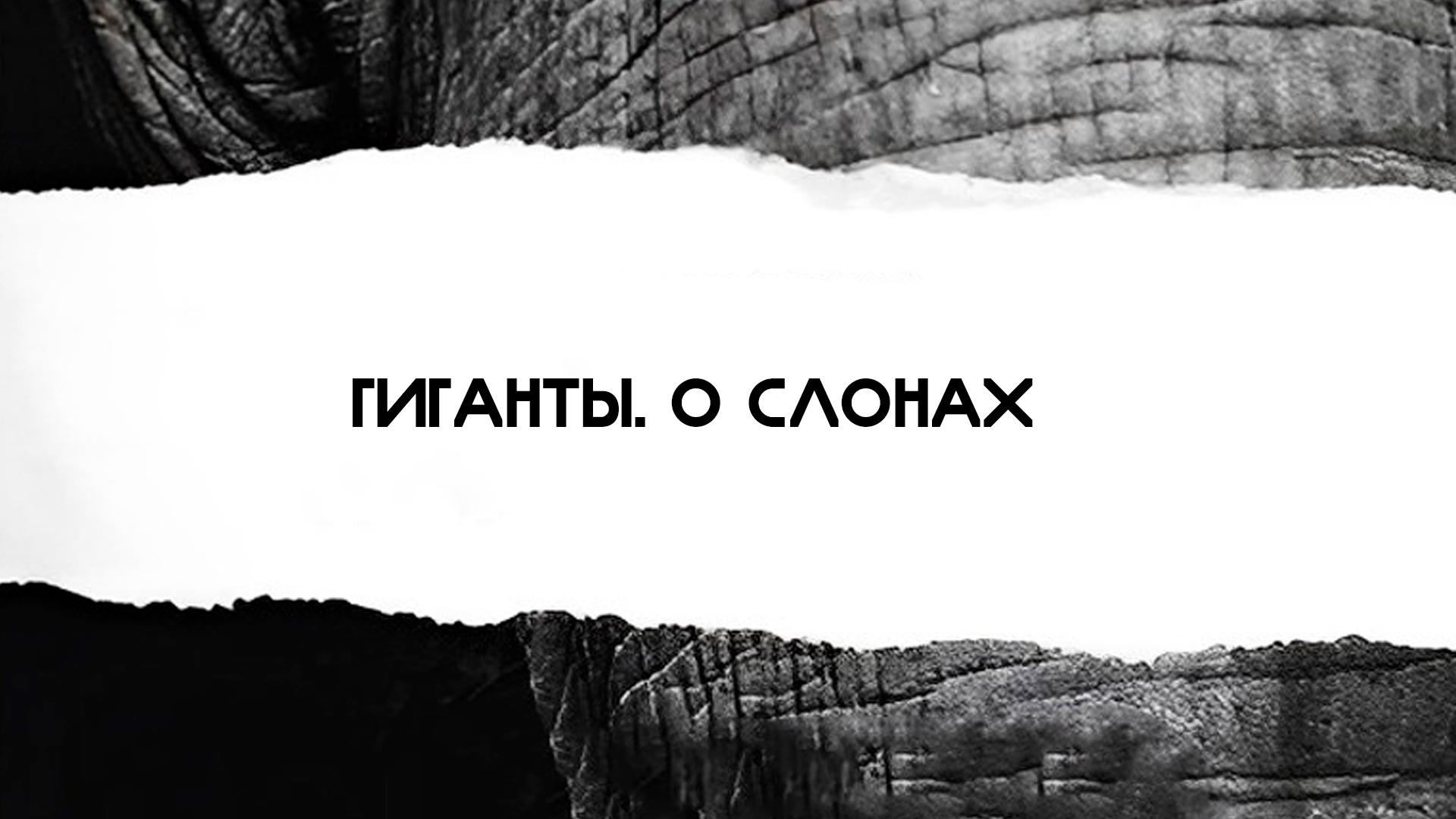 Гиганты. О слонах
