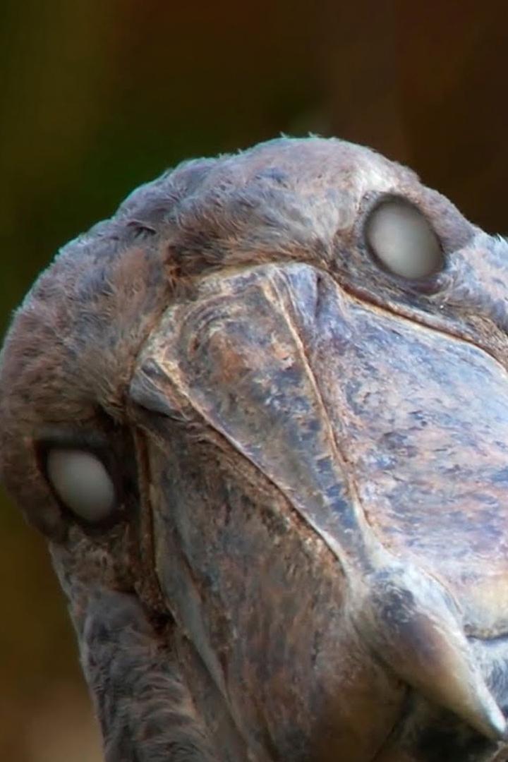 Животные из другого мира