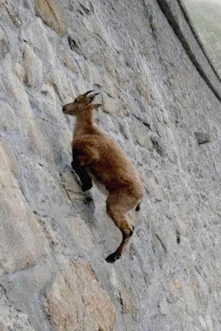 Животные со суперспособностями. Marvel отдыхает