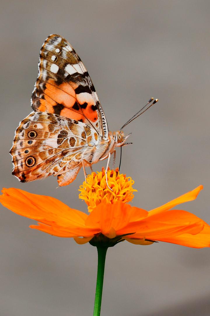 Превращаясь в бабочку