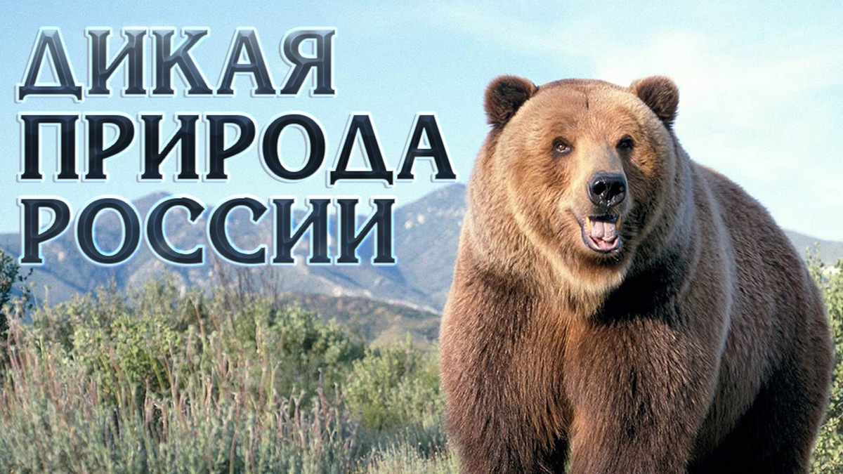 Дикая природа России