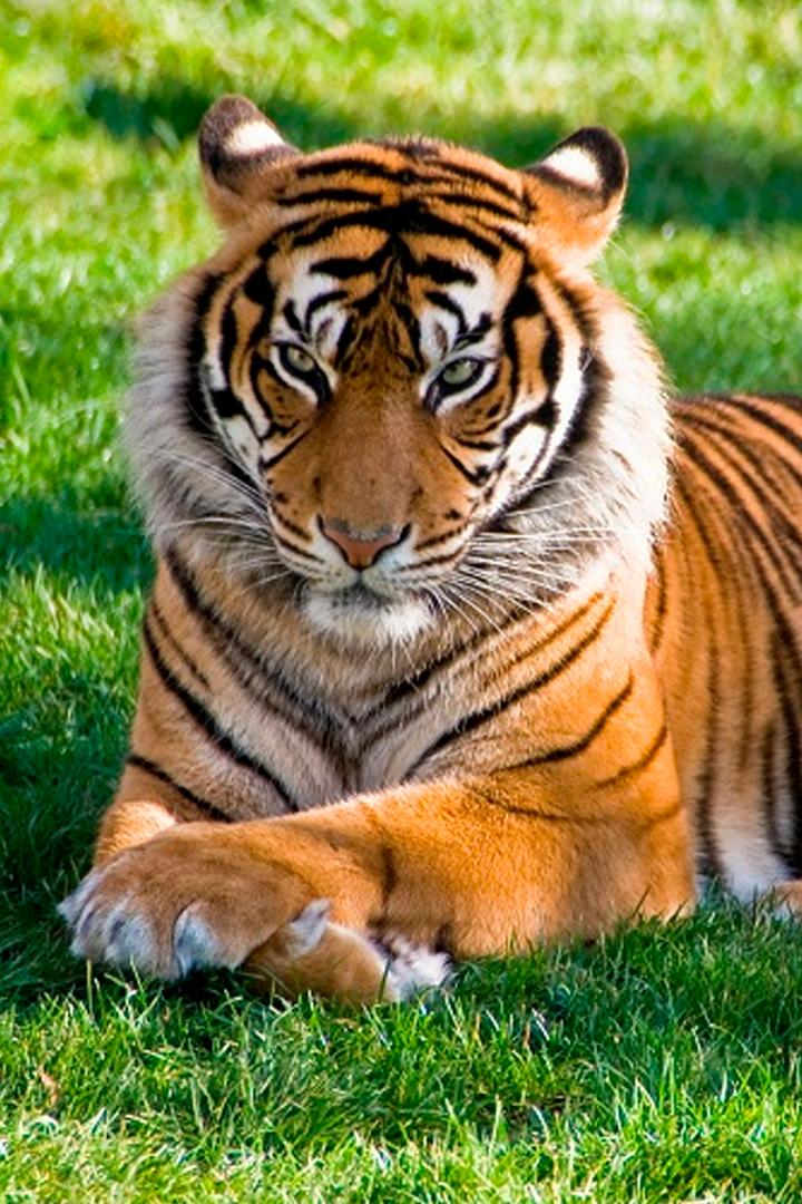 Дикие кошки