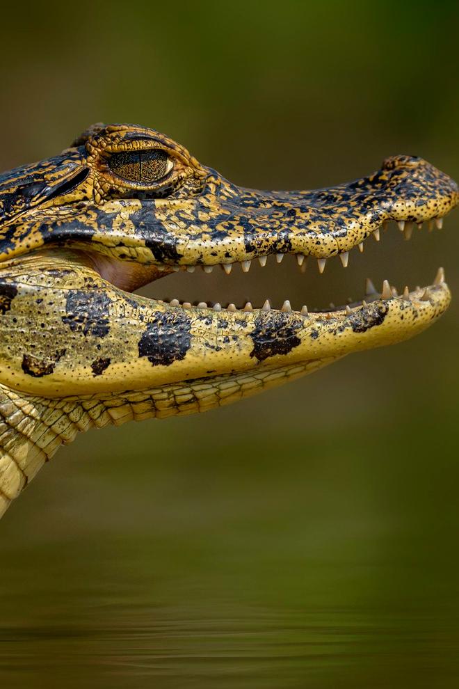 Кайман и роковое болото