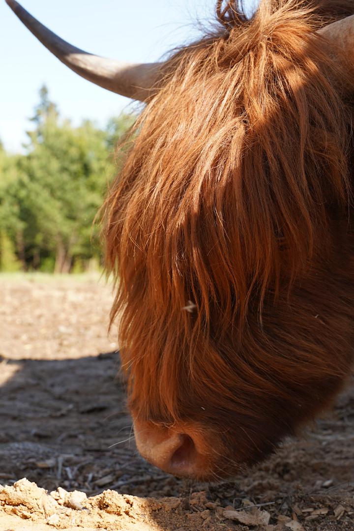 Я - животновод