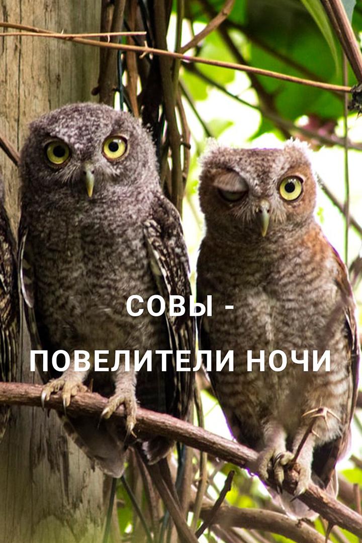 Совы - повелители ночи