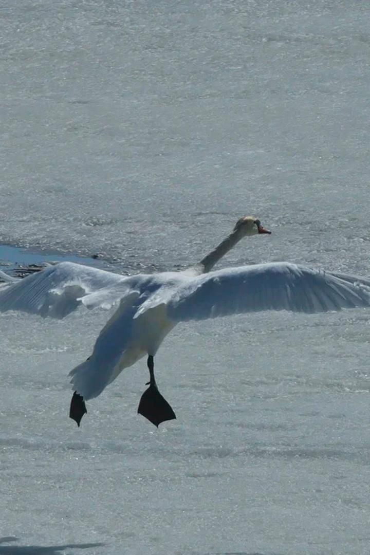 Лебединые луга