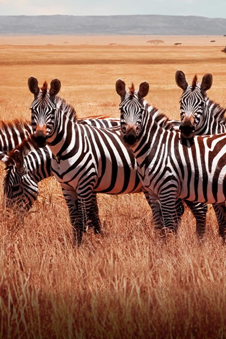 Зебры - чёрная полоска, белая полоска