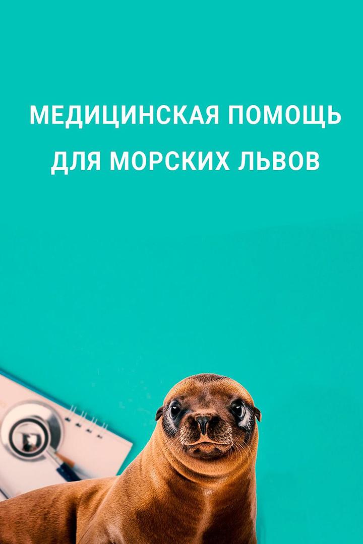 Медицинская помощь для морских львов