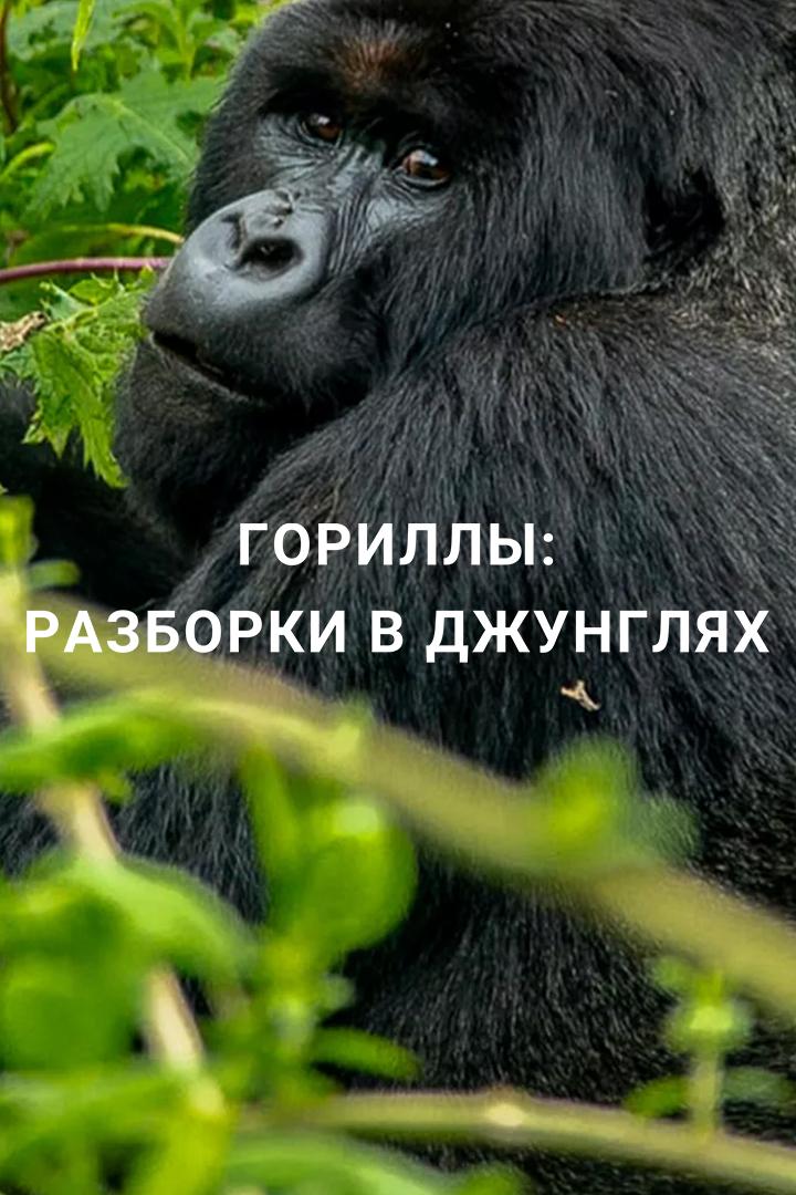 Гориллы: разборки в джунглях