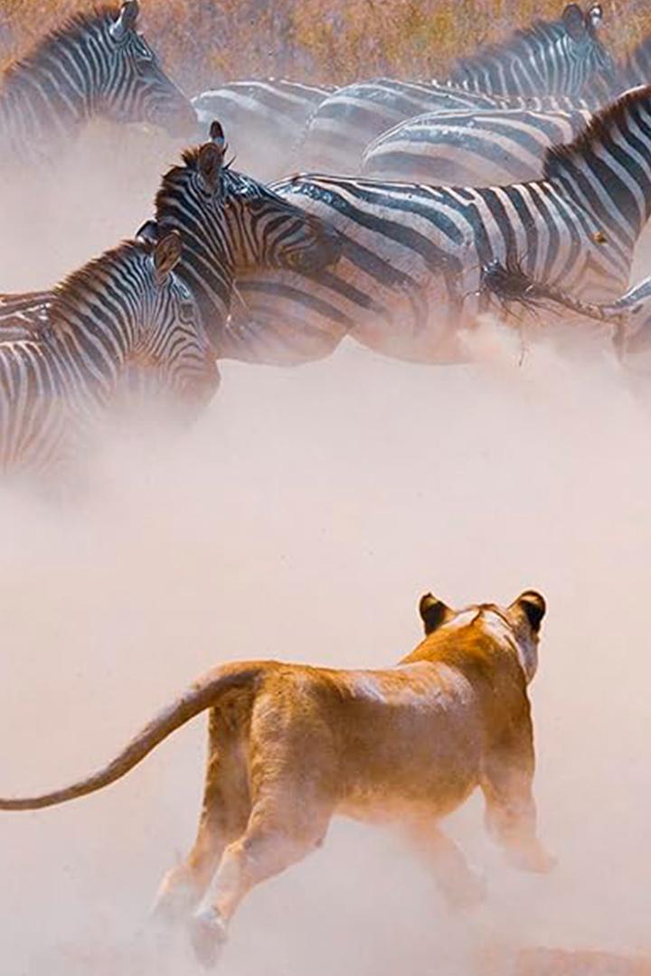 Массовые атаки природы