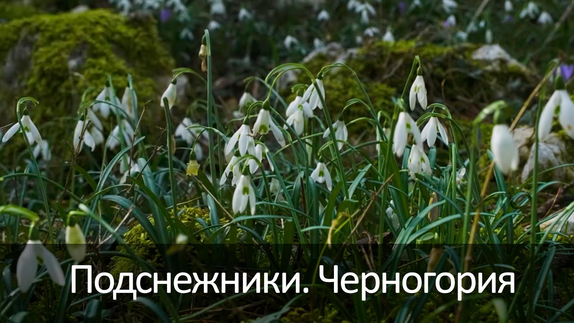 Подснежники. Черногория