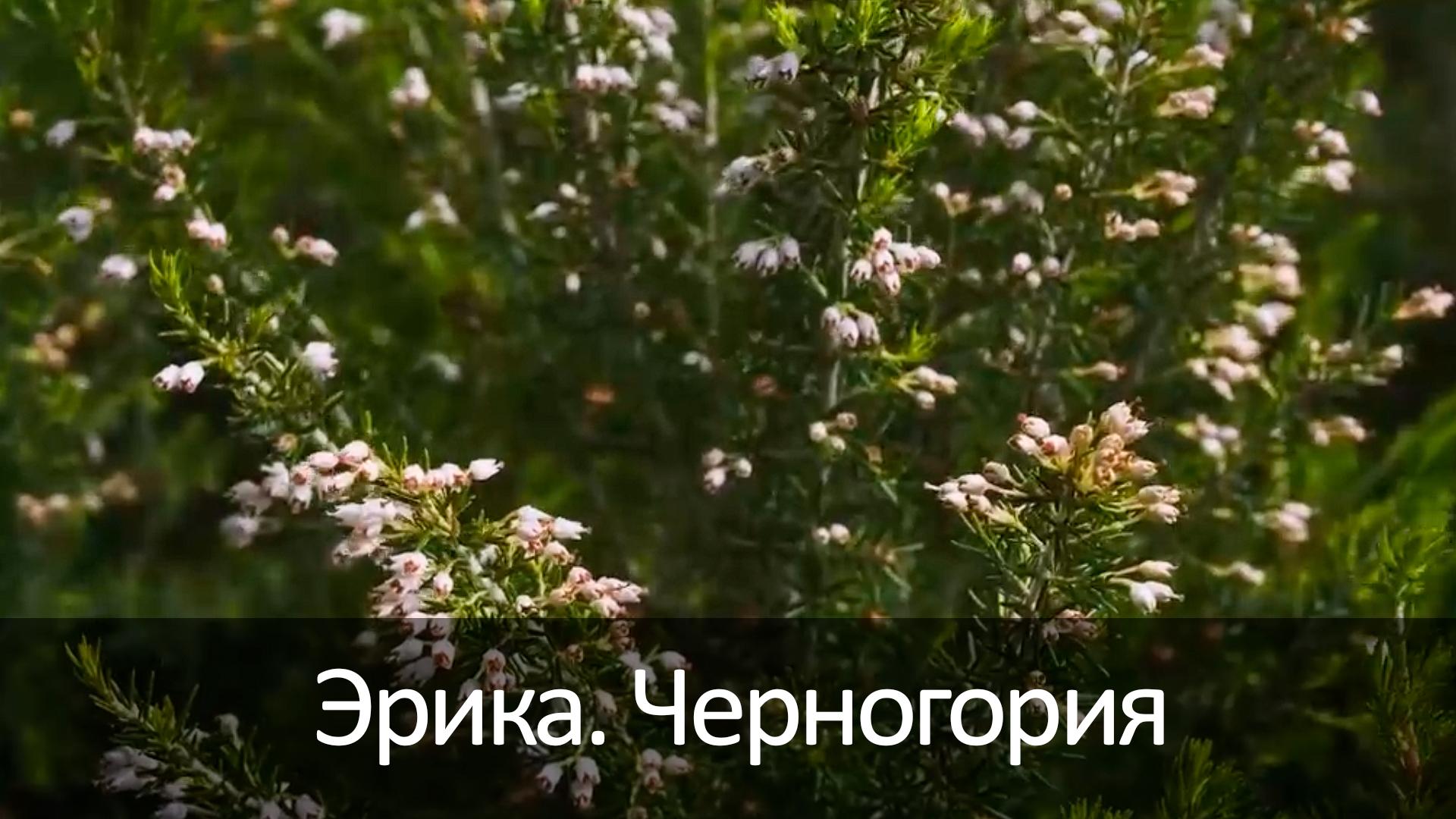 Эрика. Черногория