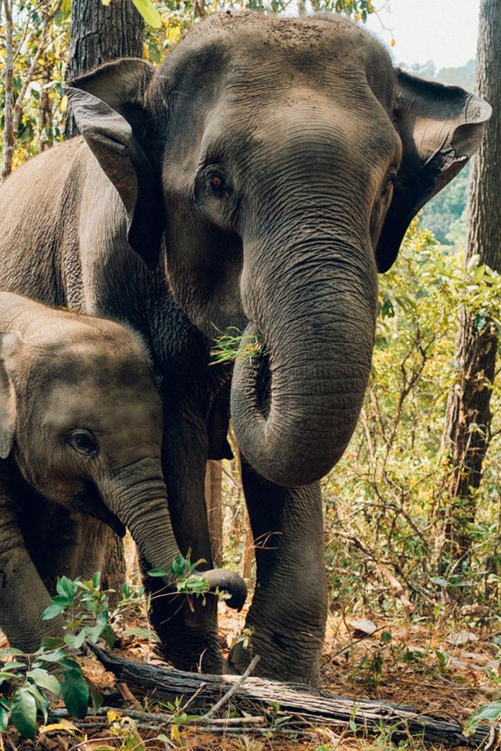 Последние великаны Суматры