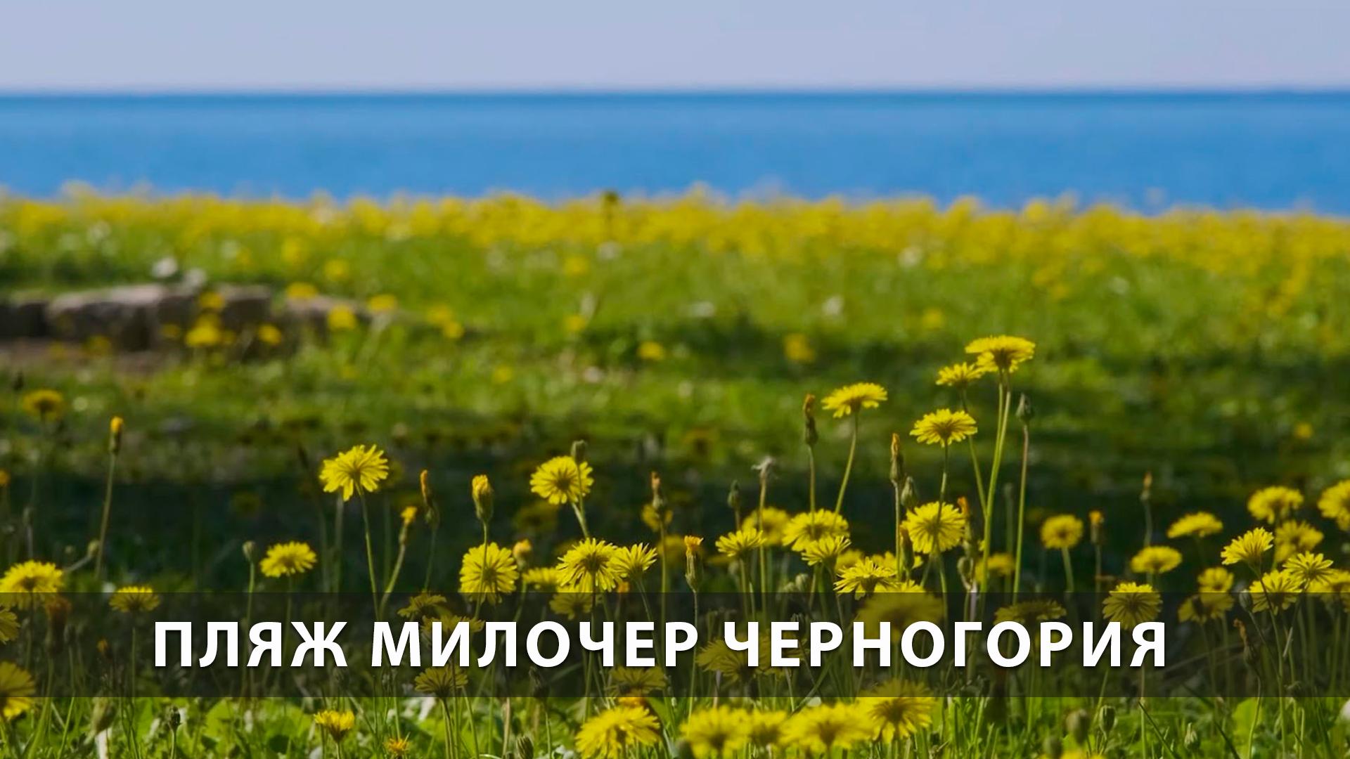 Пляж Милочер Черногория