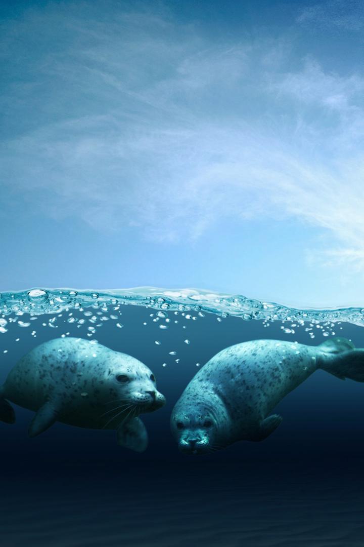 Побережья: перекатываясь с волнами